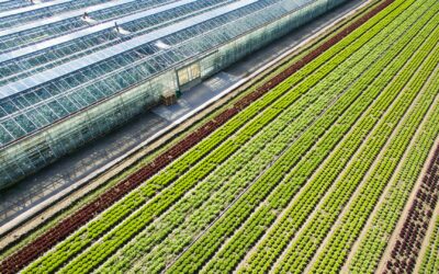 Waarom big data in de tuinbouw steeds populairder wordt